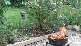 Picture    Fire in firebowl with rose bush and cute dog in the background